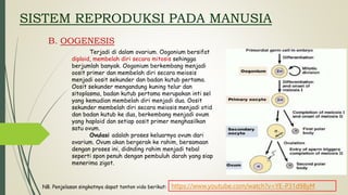 SISTEM REPRODUKSI PADA MANUSIA
B. OOGENESIS
Terjadi di dalam ovarium. Oogonium bersifat
diploid, membelah diri secara mitosis sehingga
berjumlah banyak. Oogonium berkembang menjadi
oosit primer dan membelah diri secara meiosis
menjadi oosit sekunder dan badan kutub pertama.
Oosit sekunder mengandung kuning telur dan
sitoplasma, badan kutub pertama merupakan inti sel
yang kemudian membelah diri menjadi dua. Oosit
sekunder membelah diri secara meiosis menjadi otid
dan badan kutub ke dua, berkembang menjadi ovum
yang haploid dan setiap oosit primer menghasilkan
satu ovum.
Ovulasi adalah proses keluarnya ovum dari
ovarium. Ovum akan bergerak ke rahim, bersamaan
dengan proses ini, didnding rahim menjadi tebal
seperti spon penuh dengan pembuluh darah yang siap
menerima zigot.
NB. Penjelasan singkatnya dapat tonton vido berikut: https://www.youtube.com/watch?v=YE-P31d98yM
 