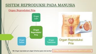 SISTEM REPRODUKSI PADA MANUSIA
Organ Reproduksi Pria
Organ
Reproduksi
Pria
Organ
Luar
Organ
Tambahan
Organ
Dalam
https://www.youtube.com/watch?v=e2DEHneWFEo
NB. Organ reproduksi pria dapat ditonton pada vidio berikut:
 