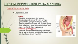 SISTEM REPRODUKSI PADA MANUSIA
Organ Reproduksi Pria
A. Organ Luar Pria
 Penis
Penis berfungsi sebagai alat kopulasi
(persetubuhan), yangterdiri dari jaringan-
jaringan otot, jaringan spons yang lembut,
pembuluh-pembuluh darah, dan jaringan syaraf.
Urin keluar dari tubuh pria melalui lubang kecil
yang terletak di ujung kepala penis.
 Skrotum (kantung pelir)
Skrotum merupakan kantung yang didalamnya
berisi testis. Skrotum berjumlah sepasang, yaitu
skrotum kanan dan skrotum kiri.
 