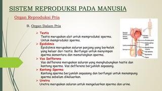 SISTEM REPRODUKSI PADA MANUSIA
Organ Reproduksi Pria
B. Organ Dalam Pria
 Testis
Testis merupakan alat untuk memproduksi sperma.
Untuk memproduksi sperma.
 Epididimis
Epididimis merupakan saluran panjang yang berkelok
yang keluar dari testis. Berfungsi untuk menyimpan
sperma sementara dan mematangkan sperma.
 Vas Defferens
Vas defferens merupakan saluran yang menghubungkan testis dan
kantong sperma. Vas defferens berjumlah sepasang.
 Kantong Sperma
Kantong sperma berjumlah sepasang dan berfungsi untuk menampung
sperma sebelum dikeluarkan.
 Uretra
Uretra merupakan saluran untuk mengeluarkan sperma dan urine.
 