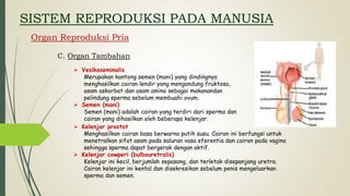 SISTEM REPRODUKSI PADA MANUSIA
Organ Reproduksi Pria
C. Organ Tambahan
 Vesikaseminalis
Merupakan kantong semen (mani) yang dindingnya
menghasilkan cairan lendir yang mengandung fruktosa,
asam askorbat dan asam amino sebagai makanandan
pelindung sperma sebelum membuahi ovum.
 Semen (mani)
Semen (mani) adalah cairan yang terdiri dari sperma dan
cairan yang dihasilkan oleh beberapa kelenjar.
 Kelenjar prostat
Menghasilkan cairan basa berwarna putih susu. Cairan ini berfungsi untuk
menetralkan sifat asam pada saluran vasa eferentia dan cairan pada vagina
sehingga sperma dapat bergerak dengan aktif.
 Kelenjar cowperi (bulbouretralis)
Kelenjar ini kecil, berjumlah sepasang, dan terletak disepanjang uretra.
Cairan kelenjar ini kental dan disekresikan sebelum penis mengeluarkan
sperma dan semen.
 