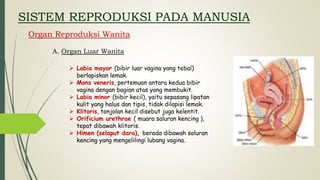 SISTEM REPRODUKSI PADA MANUSIA
Organ Reproduksi Wanita
A. Organ Luar Wanita
 Labia mayor (bibir luar vagina yang tebal)
berlapiskan lemak.
 Mons veneris, pertemuan antara kedua bibir
vagina dengan bagian atas yang membukit.
 Labia minor (bibir kecil), yaitu sepasang lipatan
kulit yang halus dan tipis, tidak dilapisi lemak.
 Klitoris, tonjolan kecil disebut juga kelentit.
 Orificium urethrae ( muara saluran kencing ),
tepat dibawah klitoris.
 Himen (selaput dara), berada dibawah saluran
kencing yang mengelilingi lubang vagina.
 
