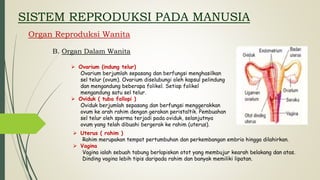 SISTEM REPRODUKSI PADA MANUSIA
Organ Reproduksi Wanita
B. Organ Dalam Wanita
 Ovarium (indung telur)
Ovarium berjumlah sepasang dan berfungsi menghasilkan
sel telur (ovum). Ovarium diselubungi oleh kapsul pelindung
dan mengandung beberapa folikel. Setiap folikel
mengandung satu sel telur.
 Oviduk ( tuba fallopi )
Oviduk berjumlah sepasang dan berfungsi menggerakkan
ovum ke arah rahim dengan gerakan peristaltik. Pembuahan
sel telur oleh sperma terjadi pada oviduk, selanjutnya
ovum yang telah dibuahi bergerak ke rahim (uterus).
 Uterus ( rahim )
Rahim merupakan tempat pertumbuhan dan perkembangan embrio hingga dilahirkan.
 Vagina
Vagina ialah sebuah tabung berlapiskan otot yang membujur kearah belakang dan atas.
Dinding vagina lebih tipis daripada rahim dan banyak memiliki lipatan.
 
