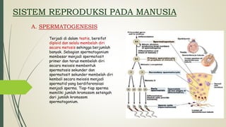 SISTEM REPRODUKSI PADA MANUSIA
Terjadi di dalam testis, bersifat
diploid dan selalu membelah diri
secara metosis sehingga berjumlah
banyak. Sebagian spermatogonium
membesar menjadi spermatosit
primer dan terus membelah diri
secara meiosis membentuk
spermatosis sekunder dan
spermatosit sekunder membelah diri
kembali secara meiosis menjadi
spermatid yang berdiferensiasi
menjadi sperma. Tiap-tiap sperma
memiliki jumlah kromosom setengah
dari jumlah kromosom
spermatogonium.
A. SPERMATOGENESIS
 