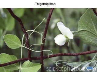 Thigotropisma
 