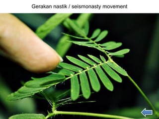 Gerakan nastik / seismonasty movement
 