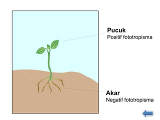 Pucuk
Positif fototropisma




Akar
Negatif fototropisma
 