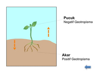Pucuk
 Negatif Geotropisma




Akar
Positif Geotropisma
 