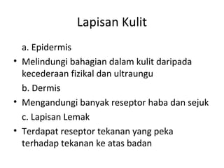 Lapisan Kulit
  a. Epidermis
• Melindungi bahagian dalam kulit daripada
  kecederaan fizikal dan ultraungu
  b. Dermis
• Mengandungi banyak reseptor haba dan sejuk
  c. Lapisan Lemak
• Terdapat reseptor tekanan yang peka
  terhadap tekanan ke atas badan
 