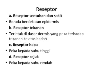 Reseptor
    a. Reseptor sentuhan dan sakit
•   Berada berdekatan epidermis
    b. Reseptor tekanan
•   Terletak di dasar dermis yang peka terhadap
    tekanan ke atas badan
    c. Reseptor haba
•   Peka kepada suhu tinggi
    d. Reseptor sejuk
•   Peka kepada suhu rendah
 