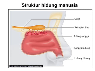Struktur hidung manusia

                     Saraf


                     Reseptor bau


                     Tulang rongga



                     Rongga hidung


                     Lubang hidung
 