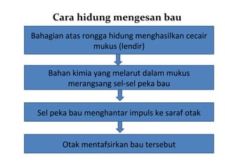 Cara hidung mengesan bau
Bahagian atas rongga hidung menghasilkan cecair
                 mukus (lendir)


    Bahan kimia yang melarut dalam mukus
        merangsang sel-sel peka bau


 Sel peka bau menghantar impuls ke saraf otak


        Otak mentafsirkan bau tersebut
 