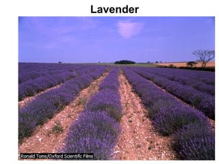 Lavender
 