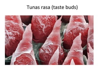 Tunas rasa (taste buds)
 