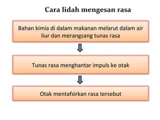 Cara lidah mengesan rasa

Bahan kimia di dalam makanan melarut dalam air
        liur dan merangsang tunas rasa



     Tunas rasa menghantar impuls ke otak



       Otak mentafsirkan rasa tersebut
 