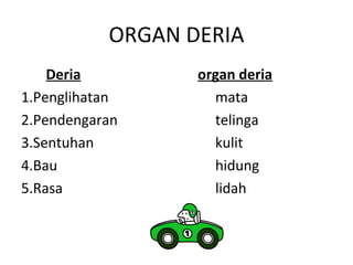 ORGAN DERIA
    Deria         organ deria
1.Penglihatan       mata
2.Pendengaran       telinga
3.Sentuhan          kulit
4.Bau               hidung
5.Rasa              lidah
 