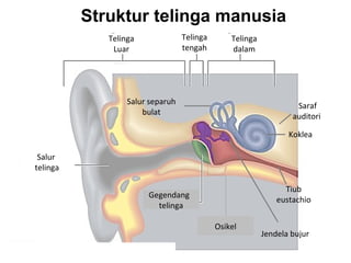 Struktur telinga manusia
             Telinga              Telinga       Telinga
              Luar                tengah        dalam




                  Salur separuh                                    Saraf
                      bulat                                       auditori

                                                                 Koklea

 Salur
telinga

                                                                Tiub
                       Gegendang
                                                              eustachio
                         telinga

                                            Osikel
                                                          Jendela bujur
 