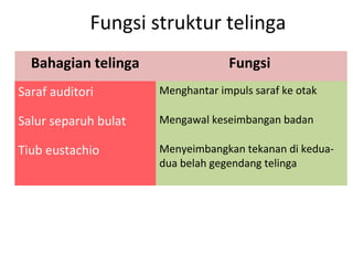 Fungsi struktur telinga
  Bahagian telinga                 Fungsi
Saraf auditori        Menghantar impuls saraf ke otak

Salur separuh bulat   Mengawal keseimbangan badan

Tiub eustachio        Menyeimbangkan tekanan di kedua-
                      dua belah gegendang telinga
 