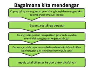Bagaimana kita mendengar
Cuping telinga mengumpul gelombang bunyi dan mengarahkan
                gelombang memasuki telinga


               Gegendang telinga bergetar


     Tulang-tulang osikel menguatkan getaran bunyi dan
           memindahkan getaran ke jendela bujur


 Getaran jendela bujur menyebabkan bendalir dalam koklea
       juga bergetar dan menghasilkan impuls saraf



     Impuls saraf dihantar ke otak untuk ditafsirkan
 