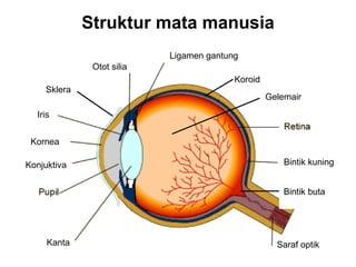 Struktur mata manusia
                           Ligamen gantung
              Otot silia
                                         Koroid
    Sklera
                                                  Gelemair

  Iris


 Kornea

Konjuktiva                                            Bintik kuning


                                                      Bintik buta




     Kanta                                          Saraf optik
 