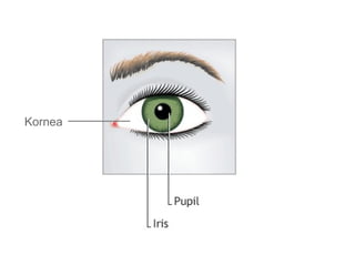 Kornea
 