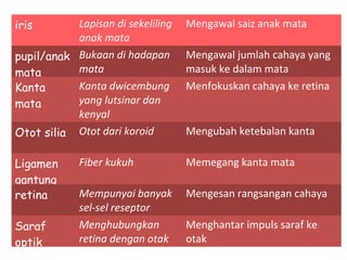 iris       Lapisan di sekeliling   Mengawal saiz anak mata
           anak mata
pupil/anak Bukaan di hadapan       Mengawal jumlah cahaya yang
mata       mata                    masuk ke dalam mata
Kanta      Kanta dwicembung        Menfokuskan cahaya ke retina
mata       yang lutsinar dan
           kenyal
Otot silia Otot dari koroid        Mengubah ketebalan kanta

Ligamen      Fiber kukuh           Memegang kanta mata
gantung
retina       Mempunyai banyak      Mengesan rangsangan cahaya
             sel-sel reseptor
Saraf        Menghubungkan         Menghantar impuls saraf ke
optik        retina dengan otak    otak
 