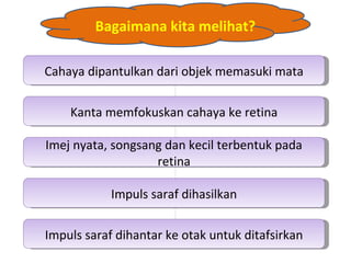 Bagaimana kita melihat?

Cahaya dipantulkan dari objek memasuki mata
 Cahaya dipantulkan dari objek memasuki mata

    Kanta memfokuskan cahaya ke retina
     Kanta memfokuskan cahaya ke retina

Imej nyata, songsang dan kecil terbentuk pada
 Imej nyata, songsang dan kecil terbentuk pada
                    retina
                     retina

            Impuls saraf dihasilkan
             Impuls saraf dihasilkan

Impuls saraf dihantar ke otak untuk ditafsirkan
 Impuls saraf dihantar ke otak untuk ditafsirkan
 