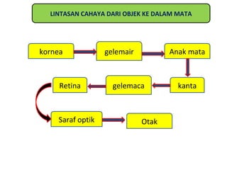 LINTASAN CAHAYA DARI OBJEK KE DALAM MATA




kornea            gelemair          Anak mata



     Retina         gelemaca          kanta



    Saraf optik              Otak
 