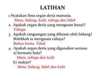 LATIHAN
1.Nyatakan lima organ deria manusia.
    Mata, hidung, kulit, telinga dan lidah
2. Apakah organ deria yang mengesan bunyi?
   Telinga
3. Apakah rangsangan yang dikesan oleh hidung?
   Bolehkah ia mengesan cahaya?
   Bahan kimia. Tidak
4. Apakah organ deria yang digunakan semasa
   a) bermain bola?
     Mata, telinga dan kulit
   b) makan?
      Mata, hidung, lidah dan kulit
 