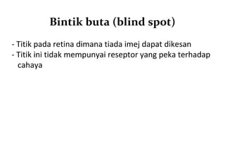 Bintik buta (blind spot)
- Titik pada retina dimana tiada imej dapat dikesan
- Titik ini tidak mempunyai reseptor yang peka terhadap
  cahaya
 