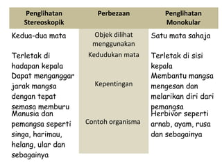 Penglihatan        Perbezaan           Penglihatan
   Stereoskopik                           Monokular
Kedua-dua mata       Objek dilihat    Satu mata sahaja
                    menggunakan
Terletak di        Kedudukan mata     Terletak di sisi
hadapan kepala                        kepala
Dapat menganggar                      Membantu mangsa
jarak mangsa         Kepentingan      mengesan dan
dengan tepat                          melarikan diri dari
semasa memburu                        pemangsa
Manusia dan                           Herbivor seperti
pemangsa seperti   Contoh organisma   arnab, ayam, rusa
singa, harimau,                       dan sebagainya
helang, ular dan
sebagainya
 
