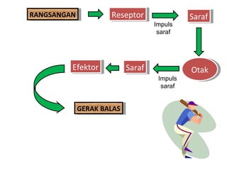 RANGSANGAN
 RANGSANGAN         Reseptor
                     Reseptor               Saraf
                                             Saraf
                                  Impuls
                                   saraf




         Efektor
          Efektor        Saraf
                          Saraf             Otak
                                            Otak
                                   Impuls
                                    saraf


          GERAK BALAS
           GERAK BALAS
 