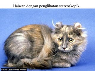 Haiwan dengan penglihatan stereoskopik
 