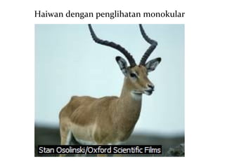 Haiwan dengan penglihatan monokular
 
