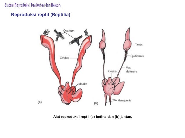 16+ Gambar Organ Reproduksi Katak - Gambar Tulisan