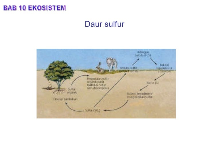 Bab 10.ekosistem