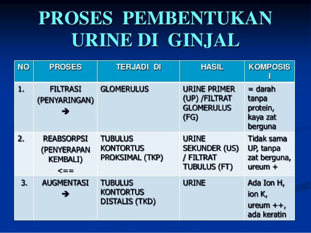 Download 100+ Gambar Ginjal Tempat Pembentukan Urine  