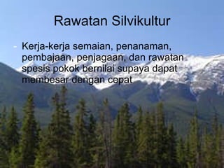 Rawatan Silvikultur - Kerja-kerja semaian, penanaman, pembajaan, penjagaan, dan rawatan spesis pokok bernilai supaya dapat membesar dengan cepat 