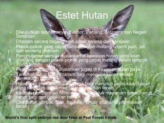 Estet Hutan Diwujudkan terutamanya di Johor, Pahang, Selangor dan Negeri Sembilan Ditanam secara dagang oleh pihak swasta dan kerajaan Pokok-pokok yang cepat tumbesar dan matang seperti pain, jati, dan senteng ditanam Penghutanan semula dijalankan di kawasan hutan yang telah ditebang dengan pokok-pokok yang cepat matang dalam tempoh 10-15 tahun Penghutanansemula dijalankan jugan di kawasan hutan paya Tanaman tutup bumi ditanam bagi mengelakkann hakisan permukaan tanah Hamparan plastik digunakan juga bagi menutup permukaan cerun yang terdedah untuk mengelakan hakisan tanah Kaedah pembenihan hidro digunakan untuk menanam tumbuhan di cerun bagi mengelakkan hakis Campuran rumput, fiber, baja dan cecair ditabur di permukaan tanah 