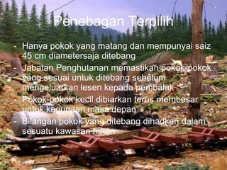 Penebagan Terpilih Hanya pokok yang matang dan mempunyai saiz 45 cm diametersaja ditebang Jabatan Penghutanan memastikan pokok-pokok yang sesuai untuk ditebang sebelum mengeluarkan lesen kepada pembalak Pokok-pokok kecil dibiarkan terus membesar untuk kegunaan masa depan Bilangan pokok yang ditebang dihadkan dalam sesuatu kawasan hutan 