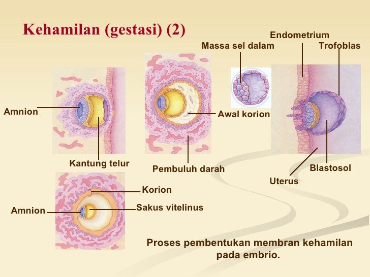 Bab 10 sistem reproduksi