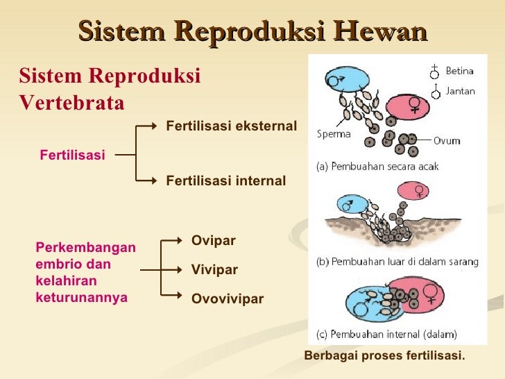 Bab 10 sistem reproduksi
