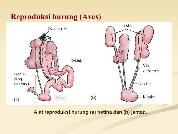 Bab 10 sistem reproduksi