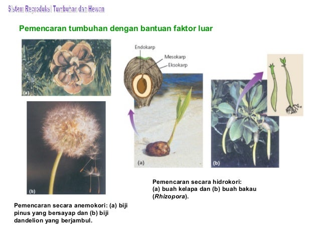 Bab 10 sistem reproduksi tumbuhan dan hewan Bab 10 sistem reproduksi tumbuhan dan hewan
