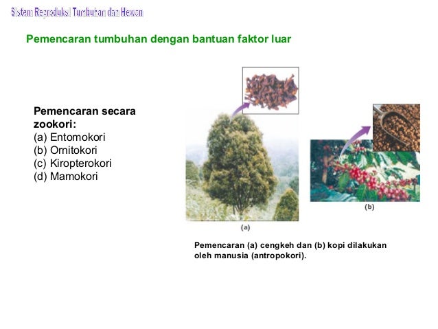 Bab 10 sistem reproduksi tumbuhan dan hewan Bab 10 sistem reproduksi tumbuhan dan hewan