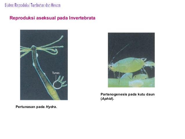 Bab 10 sistem reproduksi tumbuhan dan hewan Bab 10 sistem reproduksi tumbuhan dan hewan