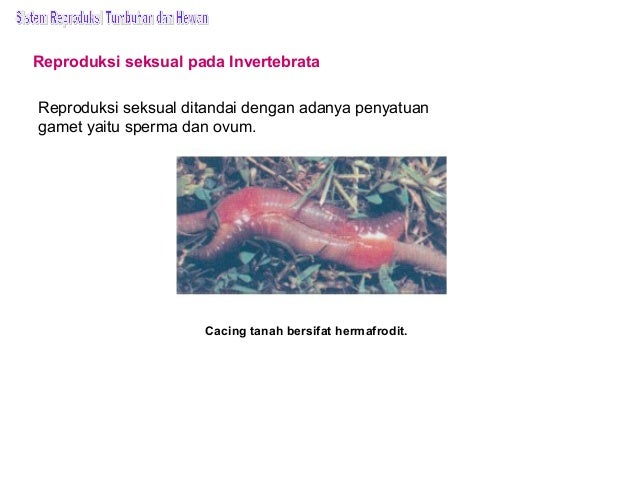 Bab 10 sistem reproduksi tumbuhan dan hewan Bab 10 sistem reproduksi tumbuhan dan hewan