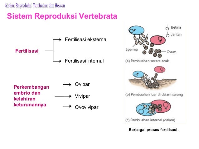 Bab 10 sistem reproduksi tumbuhan dan hewan Bab 10 sistem reproduksi tumbuhan dan hewan