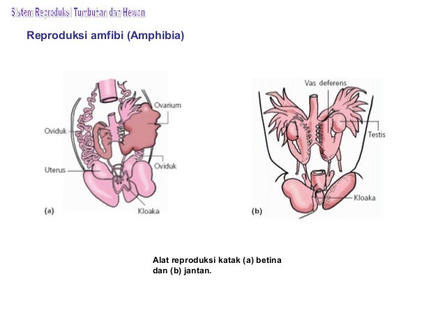 Bab 10 sistem reproduksi tumbuhan dan hewan Bab 10 sistem reproduksi tumbuhan dan hewan