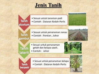 Jenis Tanih
• Sesuai untuk tanaman padi
• Contoh : Dataran Kedah-Perlis
• Sesuai untuk penanaman nanas
• Contoh : Pontian , Johor
• Sesuai untuk penanaman
getah dan kelapa sawit.
• Contoh : Johor
• Sesuai untuk penanaman kelapa
• Contoh : Dataran Kedah-Perlis
 